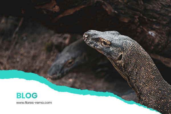 artikel flores remo (2)